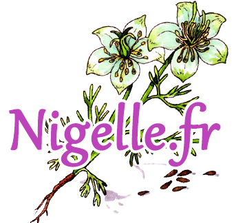 Graine de Nigelle : La petite graine aux grands bienfaits pour une santé éclatante !